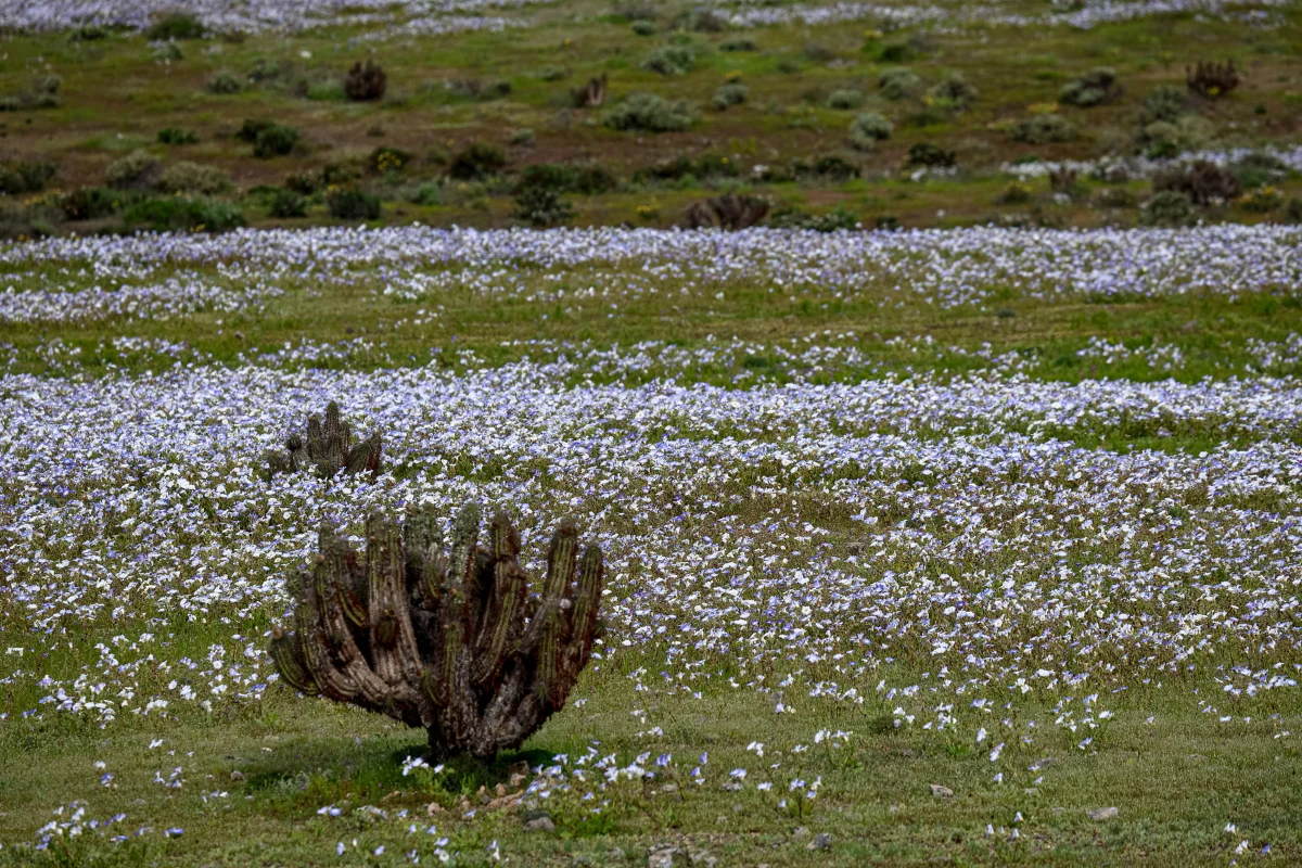 Deserto ganha "tapete de flores" após chuvas intensas causadas pelo El Niño