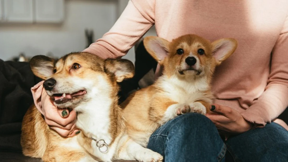 Cérebro de cães tem habilidade ligada à fala semelhante à dos humanos