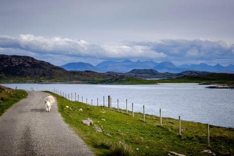 Sheep walking in the road by a sea loch with mountains in the background