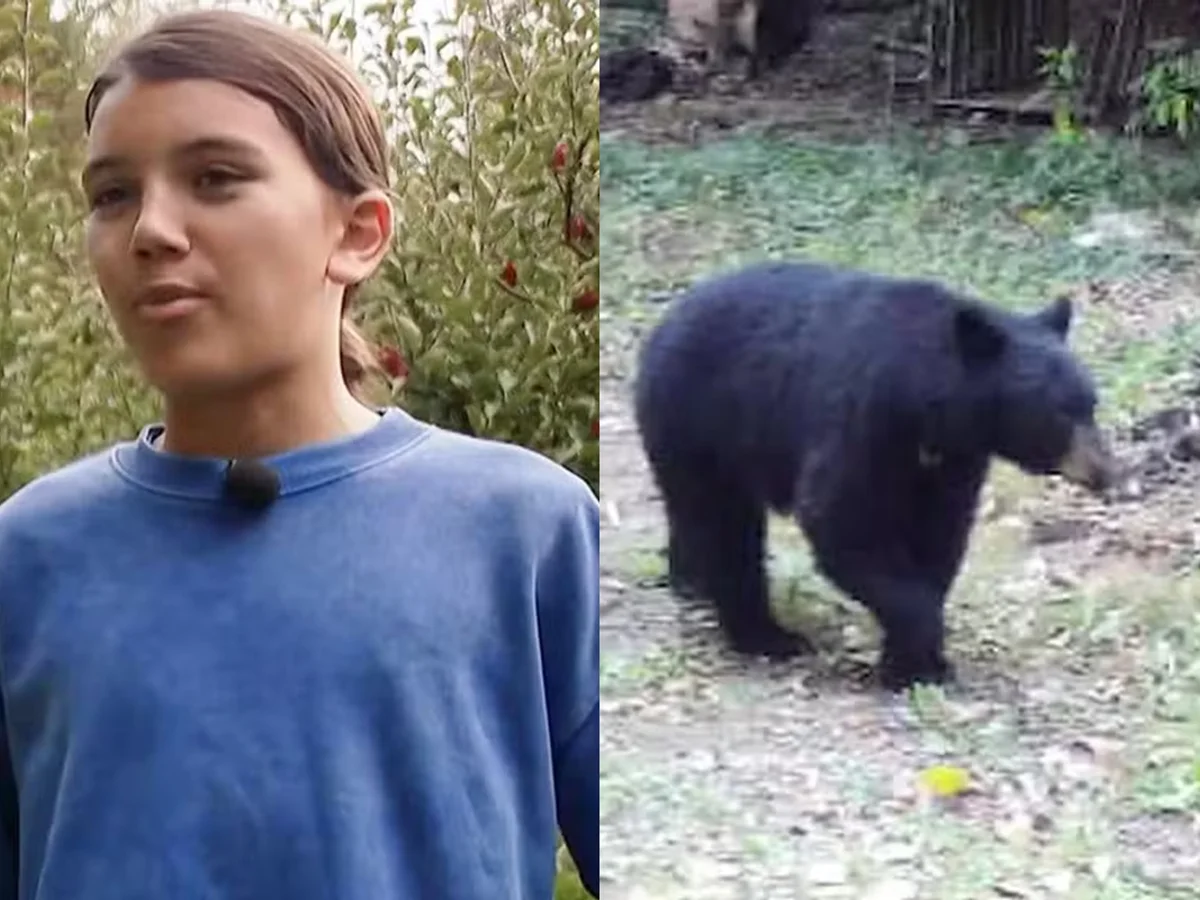 Menino de 12 anos luta com urso, acerta soco e escapa de ataque nos EUA