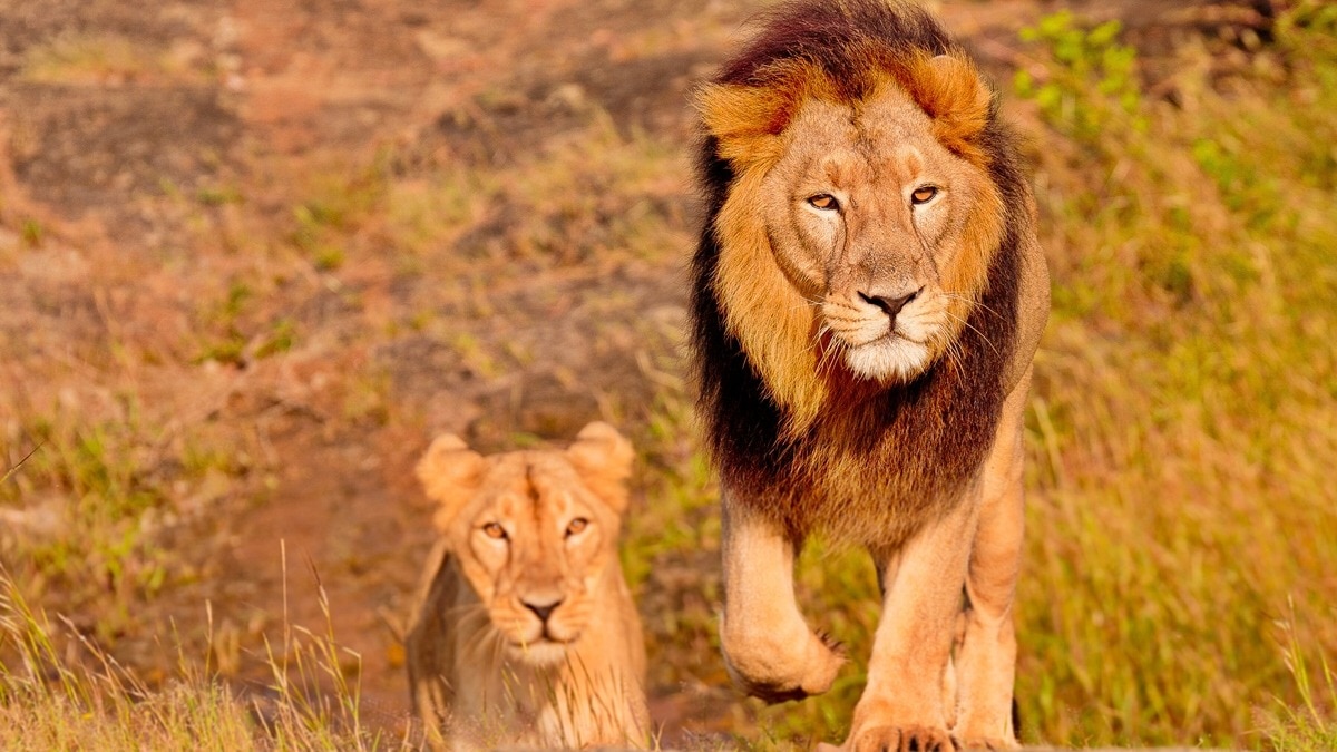Encontraram-se dez leões mortos na reserva de Ngorongoro, na Tanzânia; suspeita-se de envenenamento.