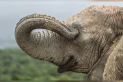 Comédia animal: veja 8 das fotos mais engraçadas da vida selvagem de 2026