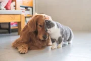 Nutrição correta reduz o risco de distúrbios intestinais em cães e gatos