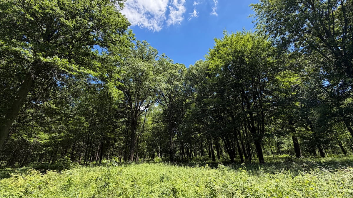 Public meeting planned Thursday for proposed Ojibway National Urban Park