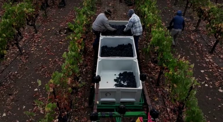 Crise no vinho dos EUA: por que produtores da Califórnia estão transformando uvas caras em adubo?