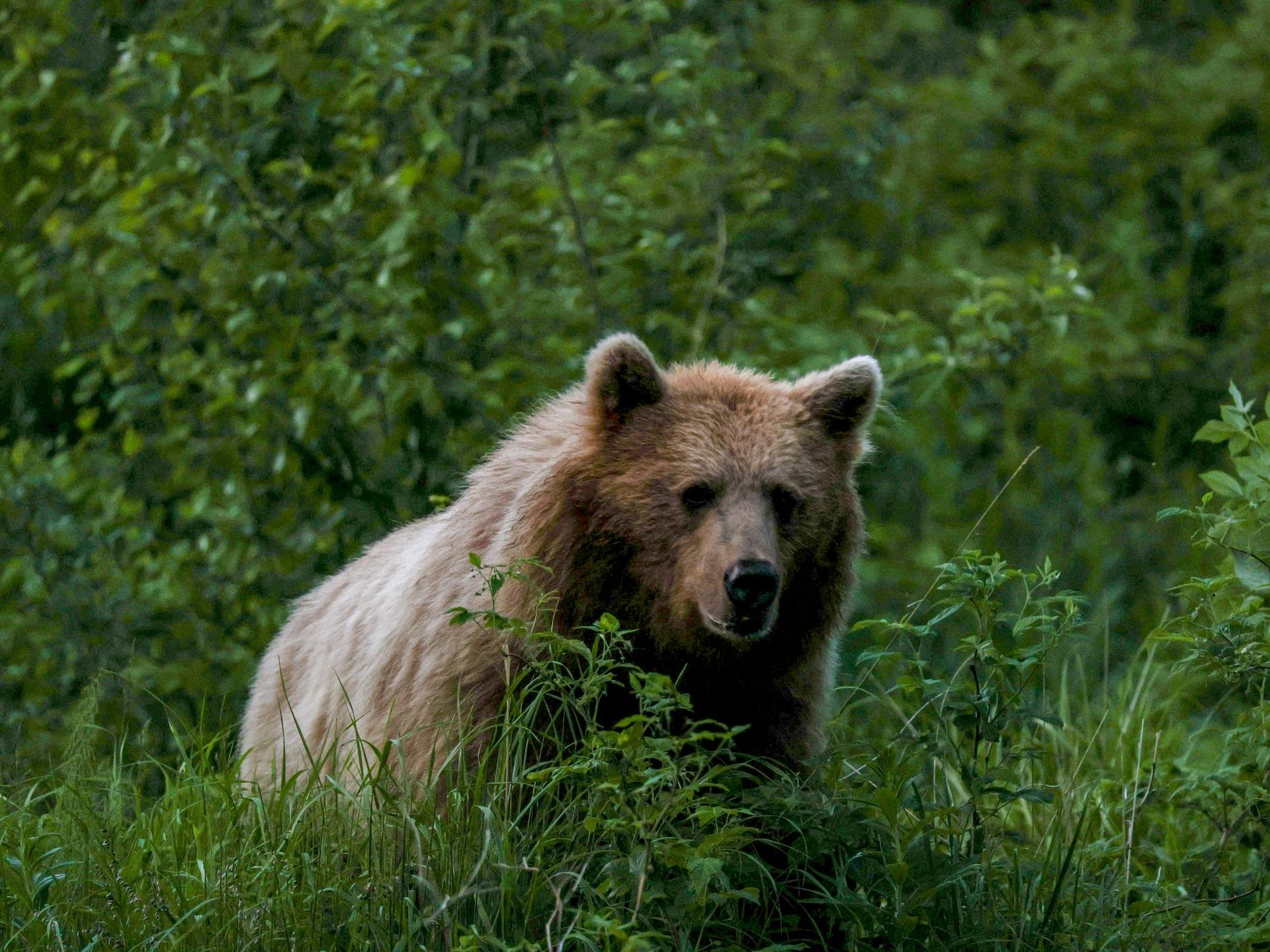 Depprirodos de Moscou: não há lobos e ursos pardos na cidade