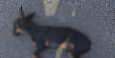Filho denuncia o pr&oacute;prio pai contra maus-tratos a cachorro e leva o animal morto at&eacute; a Pol&iacute;cia Foto: Reprodu&ccedil;&atilde;o
