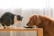 Nutrição correta reduz o risco de distúrbios intestinais em cães e gatos